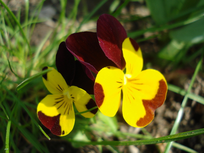 Penny Yellow Jump Up pansy 24apr