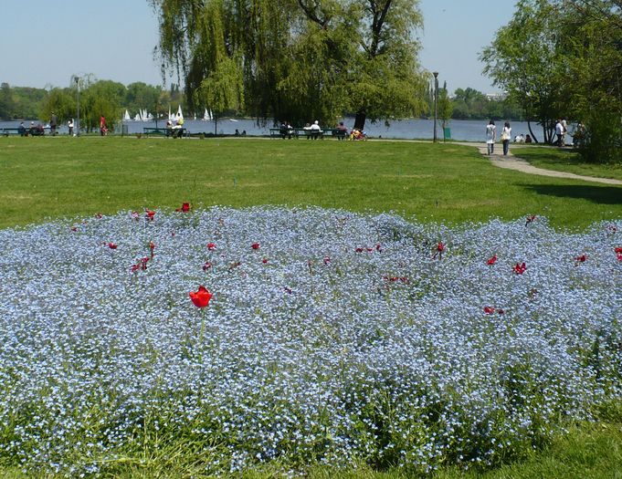 P1250605 - Herastrau 2010 mai 01