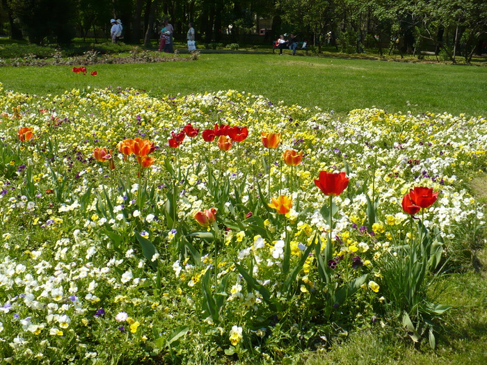 P1250613 - Herastrau 2010 mai 01