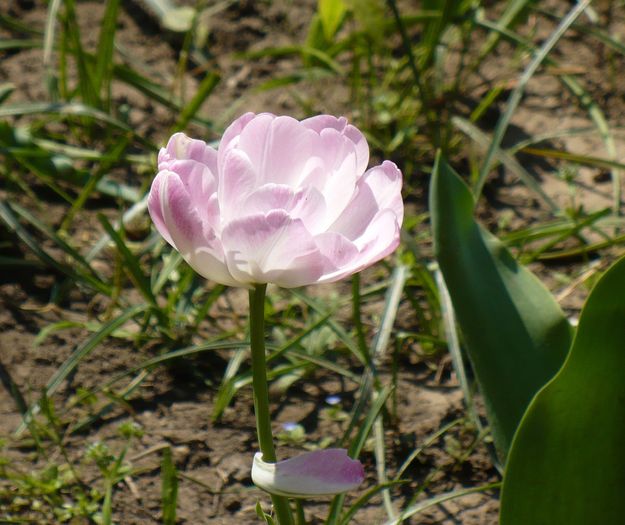 P1250718 - Herastrau 2010 mai 01