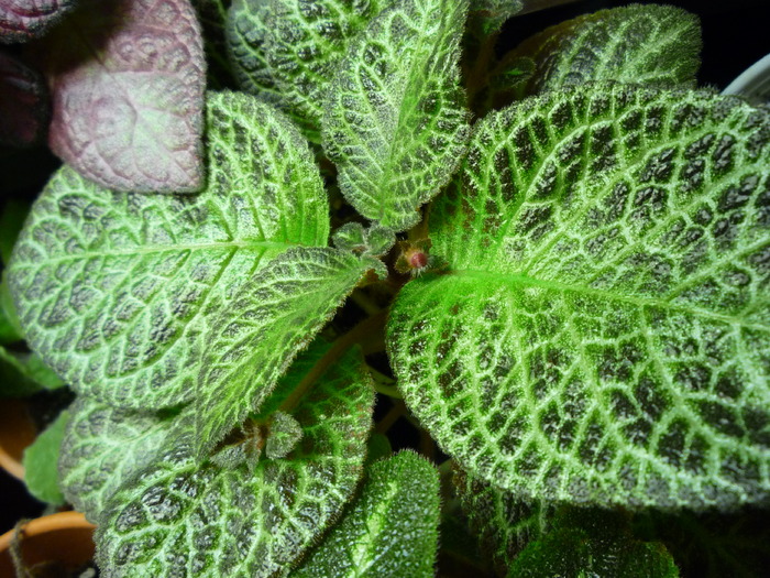 Karlin-4.05.2010 - episcia