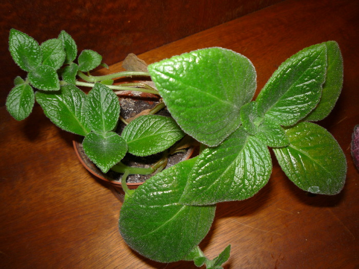 P1020636 - episcia