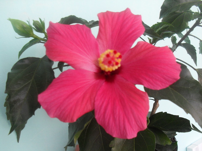 HIBISCUS CAIRO ROSA