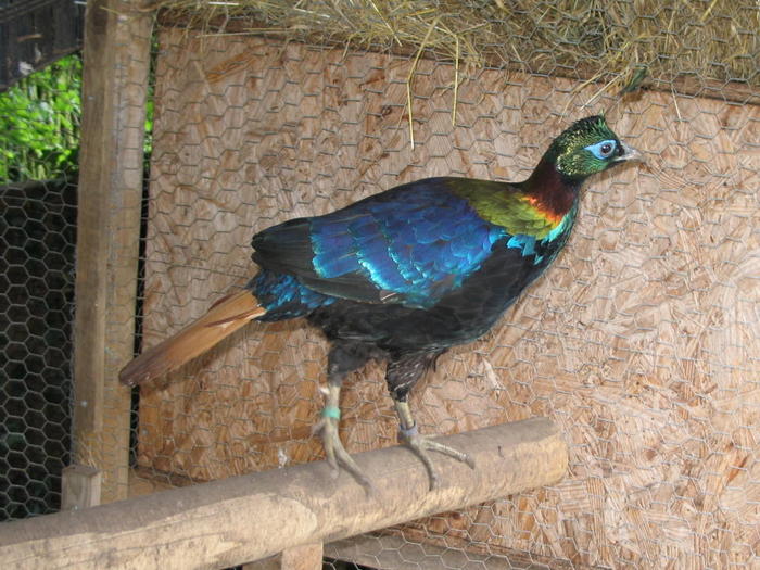 himalayan_monal_large