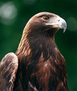 Golden_Eagle__Aquila_chrysaetos