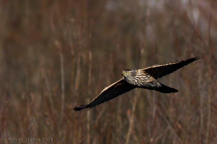 ACCIPITER GENTILIS