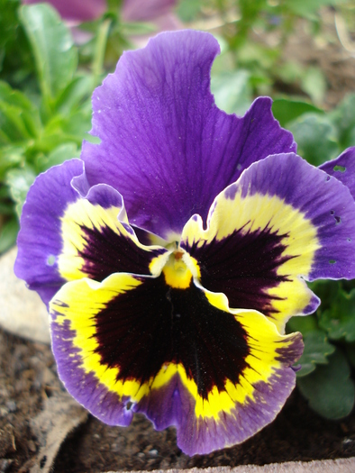 Frizzle Sizzle pansy, 06may2010
