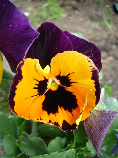 Orange Queen pansy, 06may2010