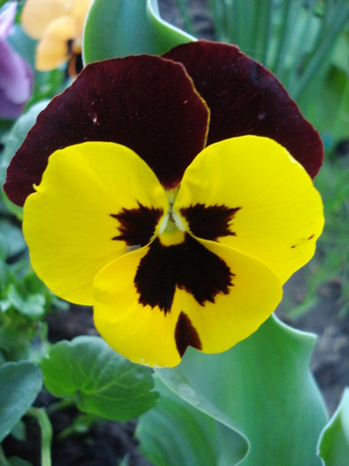 Matrix Red Wings pansy, 28apr2010 - Matrix Red Wings pansy