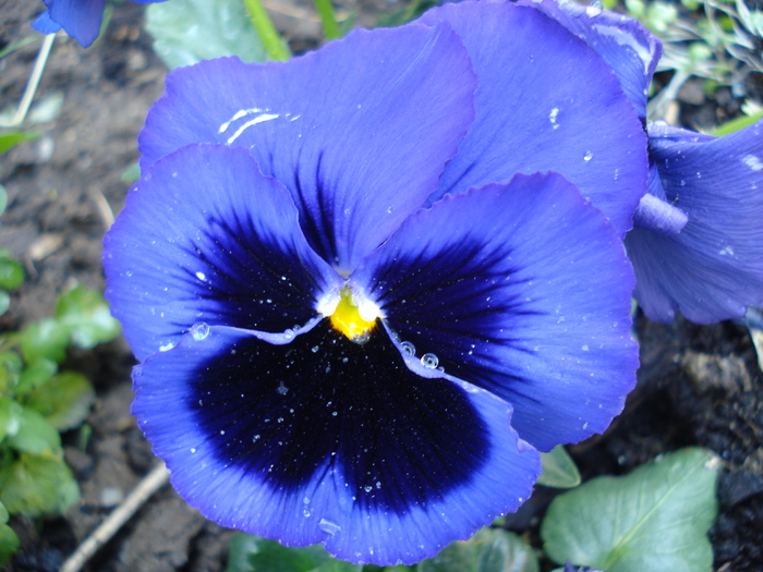Swiss Giant Blue Pansy (2010, May 02)