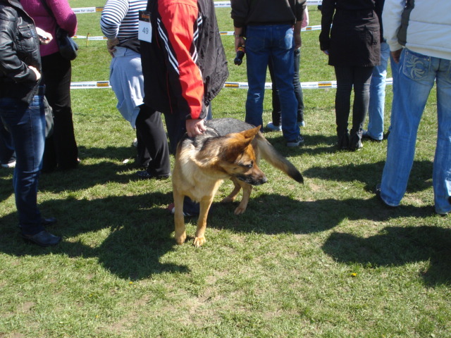 DSC04237 - expozitie de caini satu mare 2010