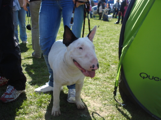 DSC04283 - expozitie de caini satu mare 2010