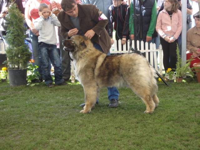 DSC04413 - expozitie de caini satu mare 2010