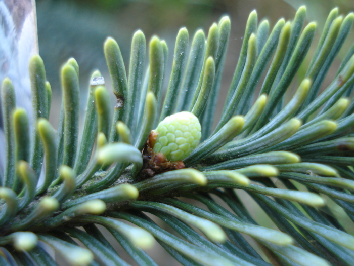Blue Noble Fir (2010, May 02)