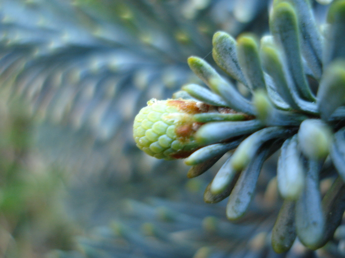 Blue Noble Fir (2010, May 02) - Abies procera Glauca