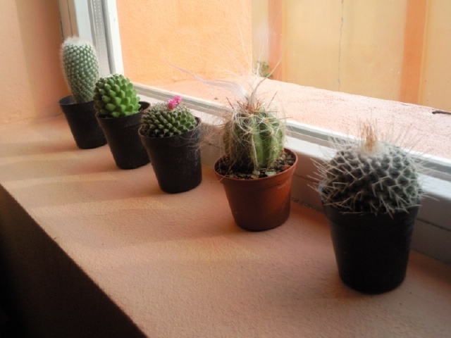 Achizitii luna mai 2010 - Colectie cactusi