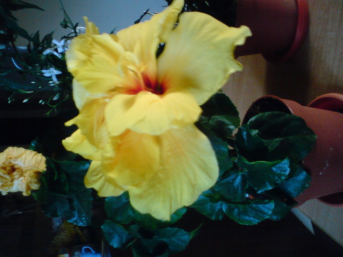 hibiscus; hibiscus
