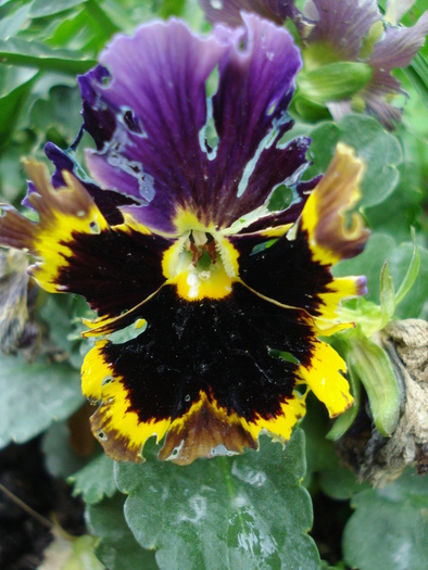Frizzle Sizzle pansy, 07may2010