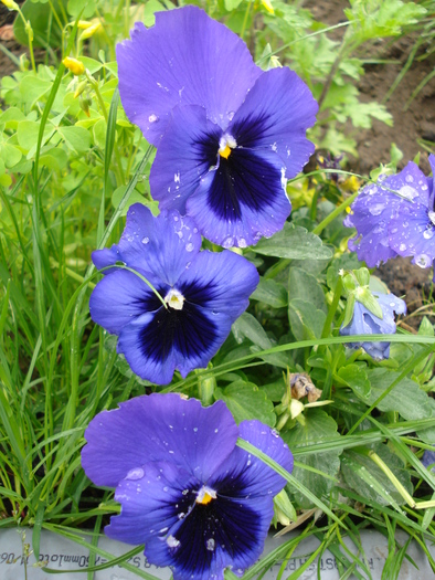 Swiss Giant Blue Pansy (2010, May 09)