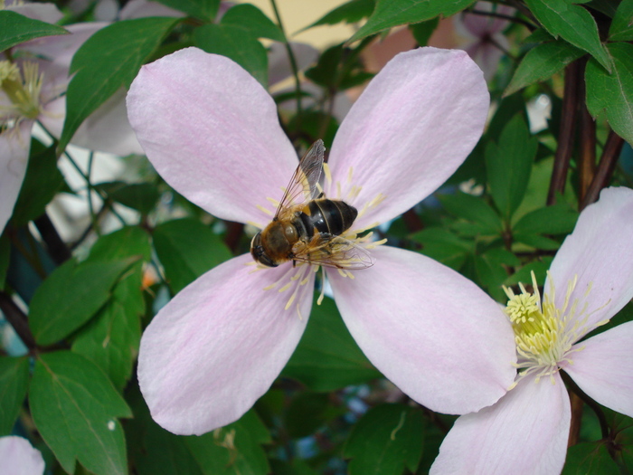 DSC03582 - Clematis 2010