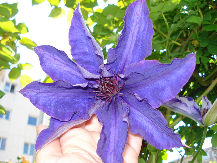 "The President"11052010 - Clematis 2010