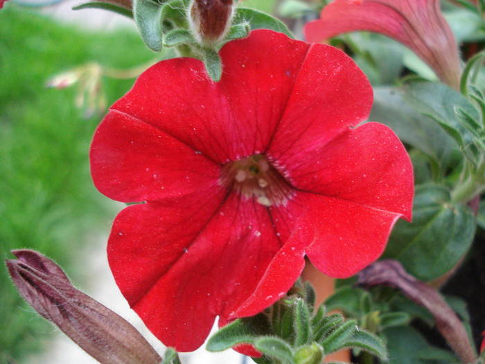 Petunia Surfinia Red (2009, May 11)