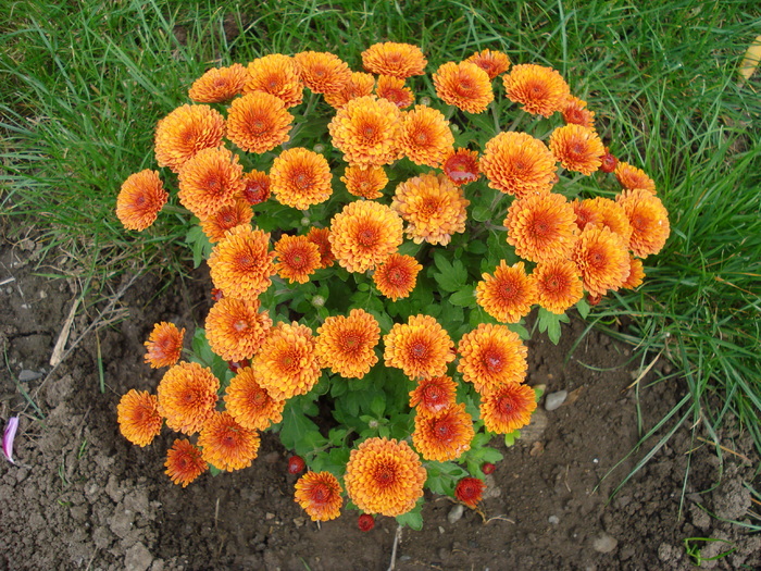 Orange Chrysanthemum (2009, Oct.10)