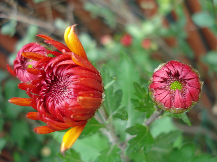 Orange Chrysanthemum (2009, Oct.25)