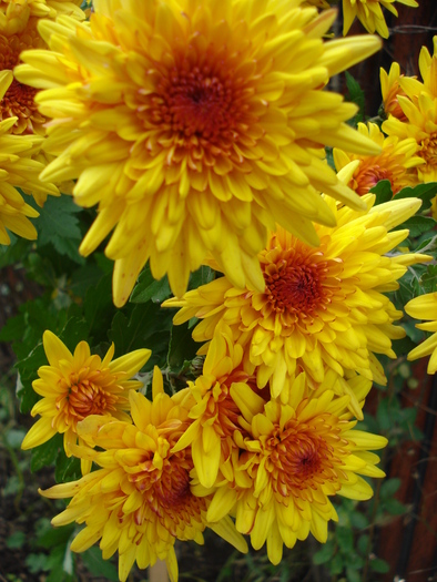 Orange Chrysanthemum (2009, Nov.12)