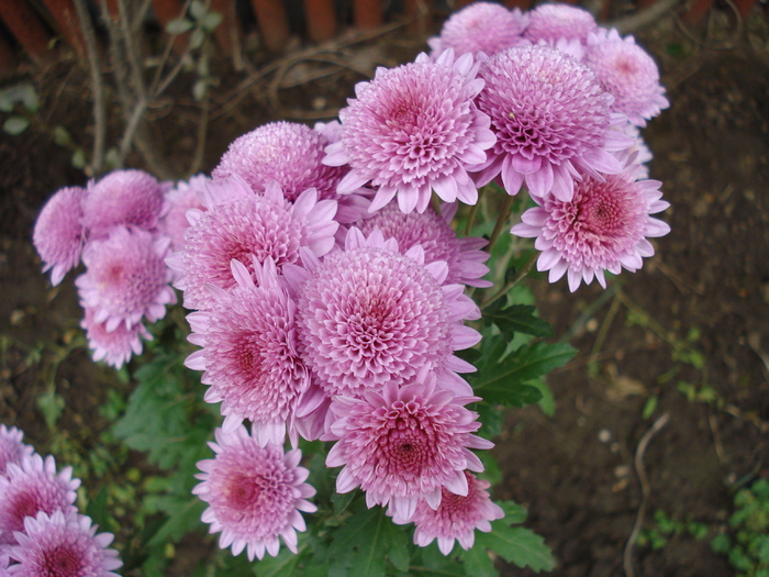 Pink Chrysanthemum (2009, Nov.12)