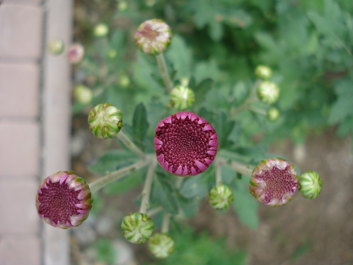 Purple Chrysanthemum (2009, Oct.10) - Purple Chrysanthemum