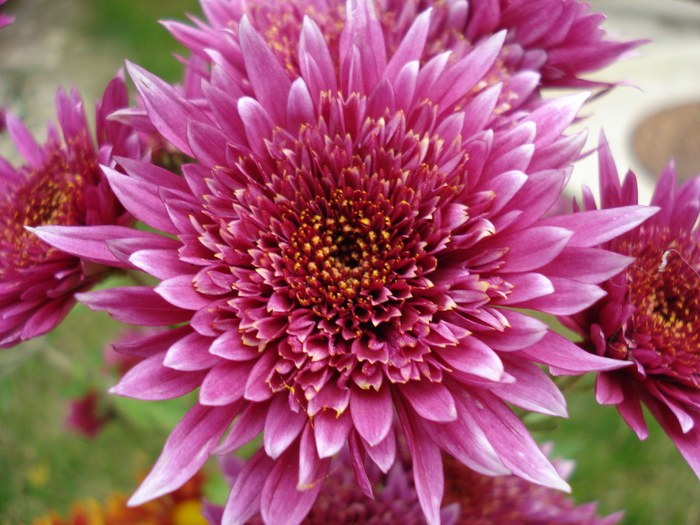 Purple Chrysanthemum (2009, Nov.12)