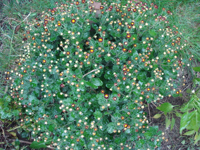 Red & Yellow Chrysanth (2009, Oct.17)