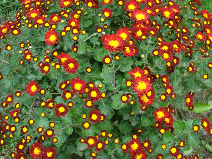 Red & Yellow Chrysanth (2009, Oct.25)