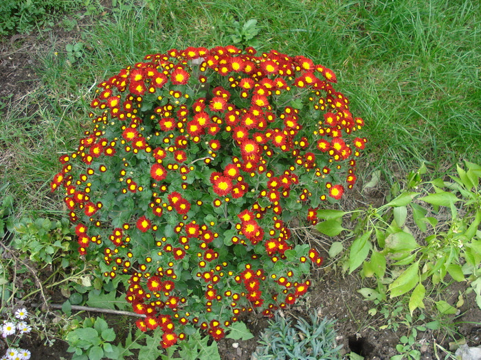 Red & Yellow Chrysanth (2009, Oct.25)