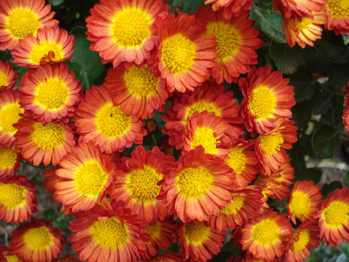 Red & Yellow Chrysanth (2009, Nov.12)