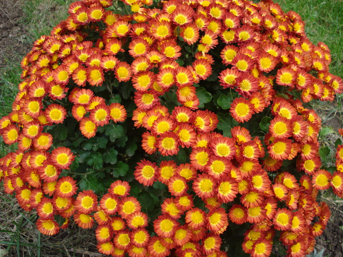 Red & Yellow Chrysanth (2009, Nov.12)
