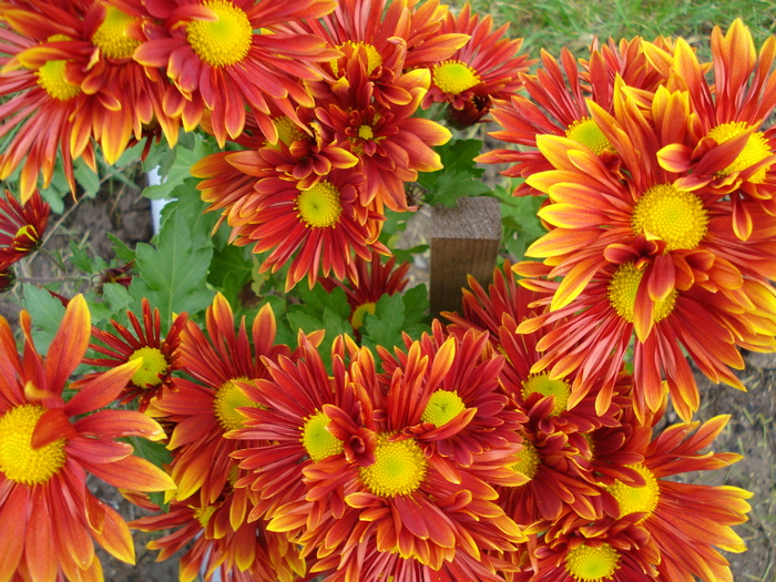 Red & Yellow Chrysanth (2009, Nov.12)