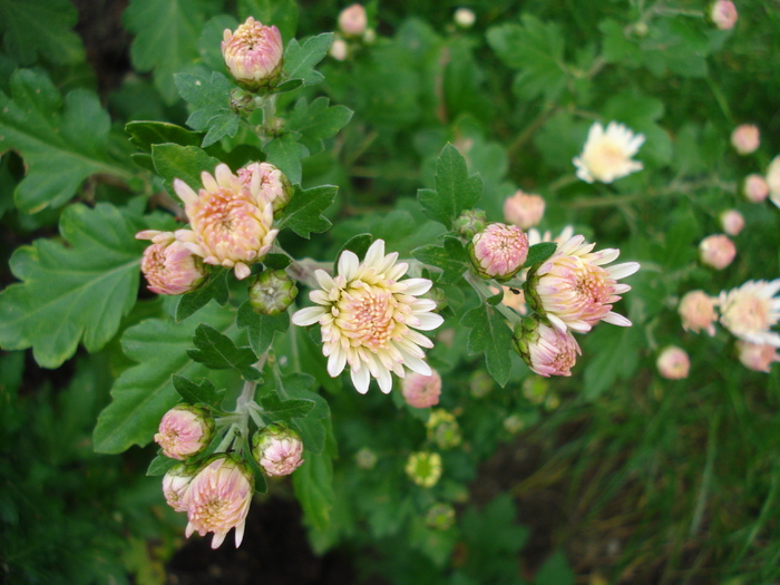 White Chrysanthemum (2009, Oct.25) - White Chrysanthemum