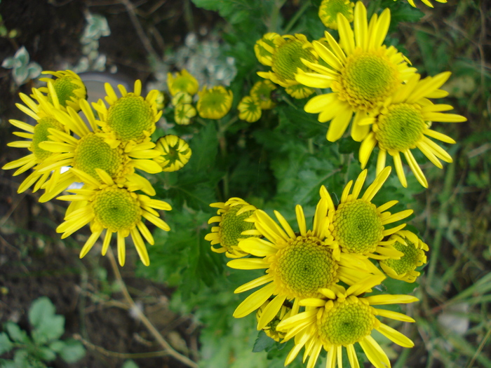 Yellow Chrysanthemum (2009, Nov.12) - Yellow Chrysanthemum