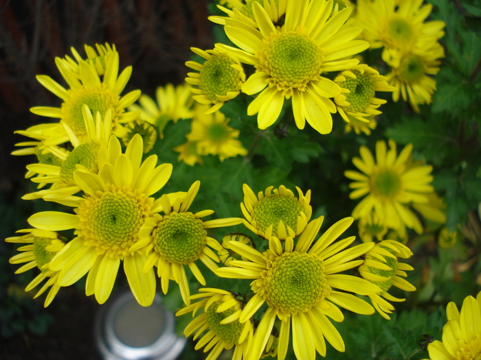 Yellow Chrysanthemum (2009, Nov.12)