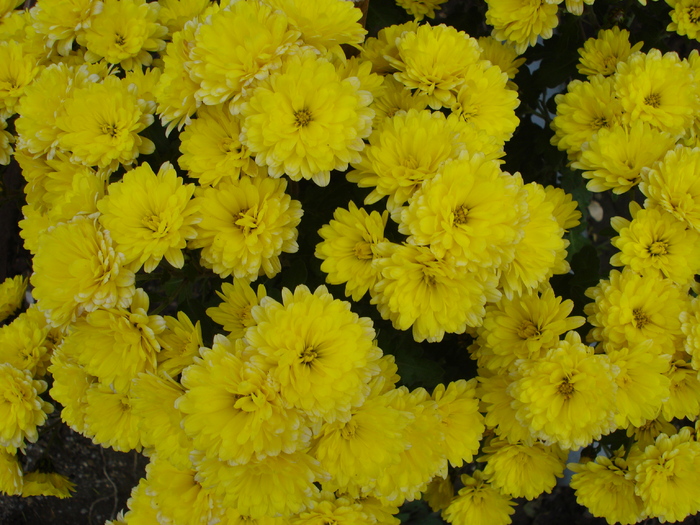 Yellow Chrysanthemum (2009, Nov.12) - Yellow Chrysanthemum