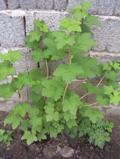 Coacaz negru luna mai 2010 - Pomi fructiferi fructe si arbusti