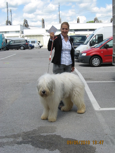 criosmioritic,shepperd,dogs,puppies,mioritic,ciobanesc,kennel 1109 - salzburg 8-9 mai