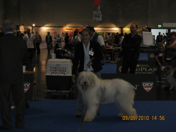 criosmioritic,shepperd,dogs,puppies,mioritic,ciobanesc,kennel 1155 - salzburg 8-9 mai