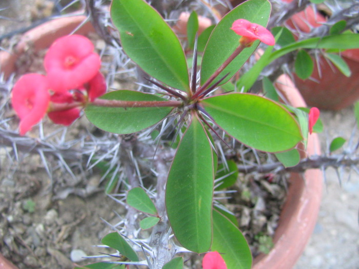 Euphorbia milii (Desmoul) - Genul Euphorbia