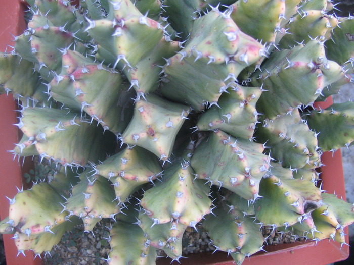 Euphorbia resinifera O.Berg1863