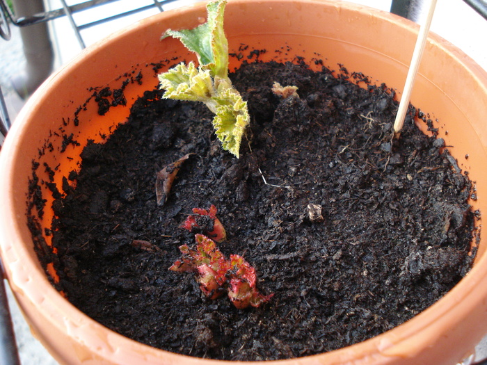 Begonia (2009, May 03)