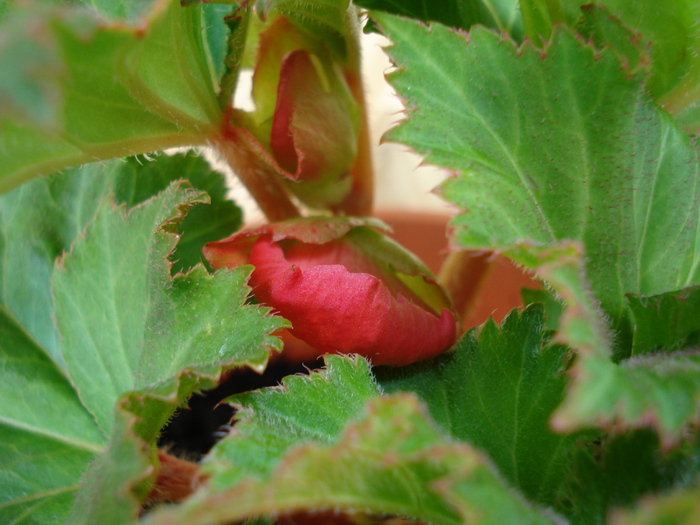 Red Begonia (2009, June 04) - Begonia