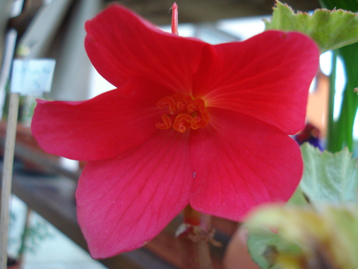 Red Begonia (2009, July 10)